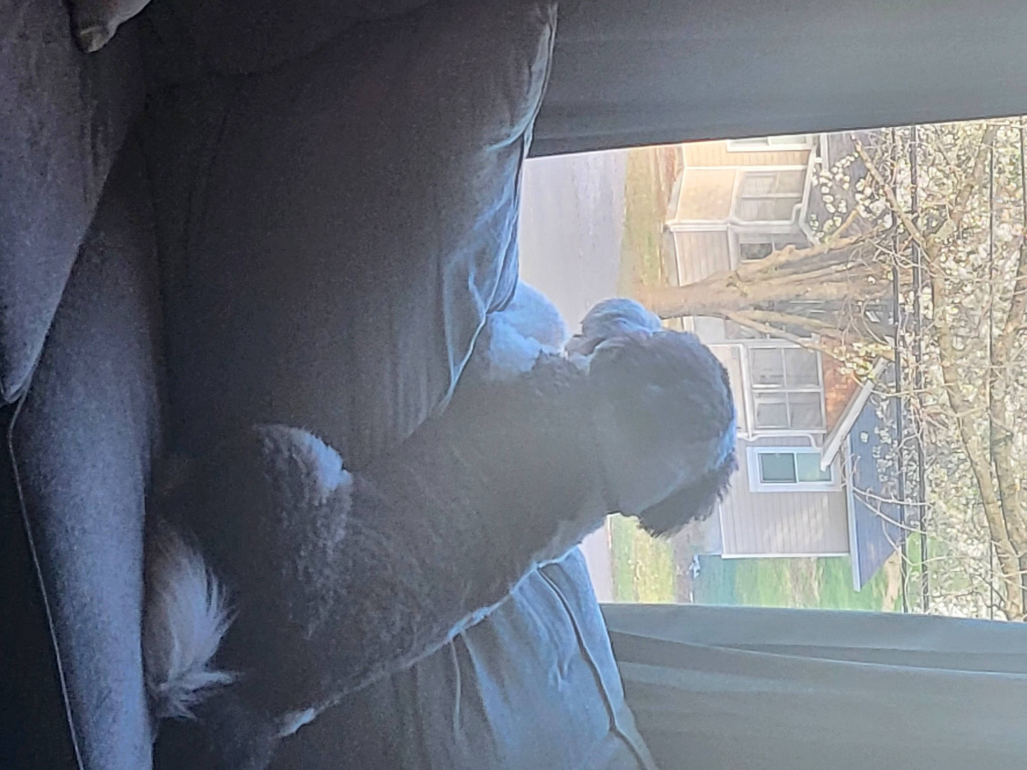 Baxter is registered to the contest to win money with this photo: auto_part, automotive_design, automotive_exterior, automotive_lighting, automotive_window_part, darkness, daylighting, elbow, electric_blue, family_car, glass, human_leg, plant, room, sitting, tints_and_shades, tree, vehicle_door, window, windshield