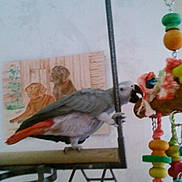 PAPAYE participe au concours pour gagner de l'argent avec cette photo : bird, parakeet, parrot