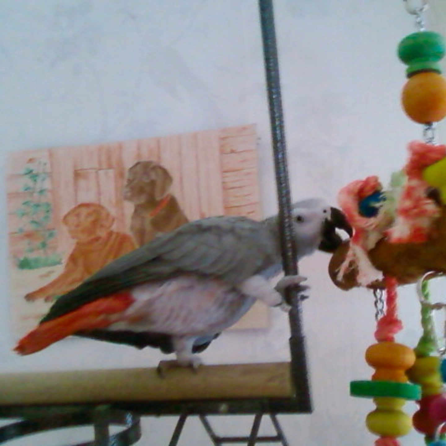 PAPAYE participe au concours pour gagner de l'argent avec cette photo : bird, parakeet, parrot