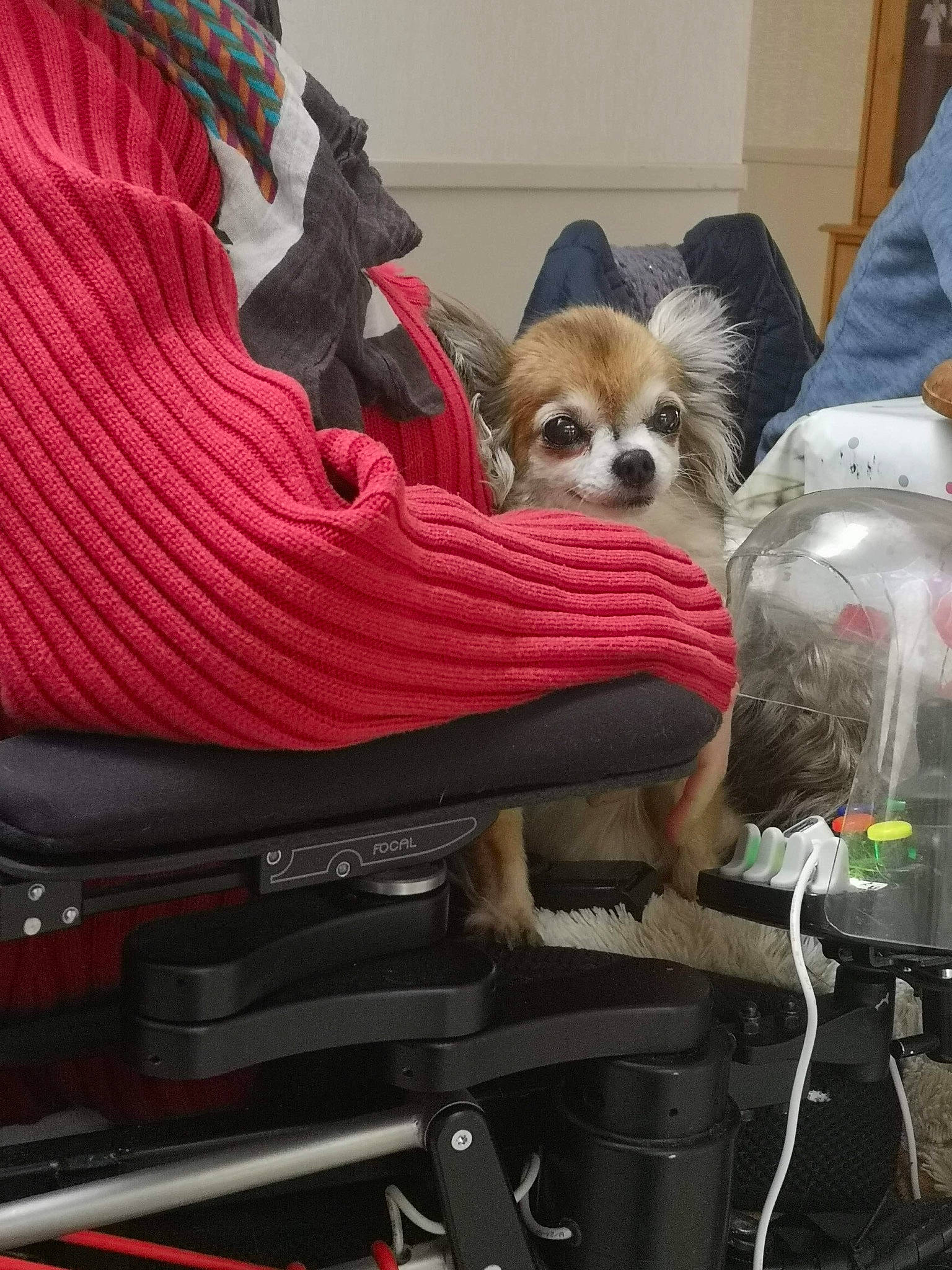 Dariane participe au concours pour gagner de l'argent avec cette photo : auto_part, baby_carriage, bag, baggage, canidae, carmine, carnivore, comfort, companion_dog, dog, dog_breed, dog_supply, fawn, fur, luggage_and_bags, motor_vehicle, pattern, sitting, sporting_group, toy_dog