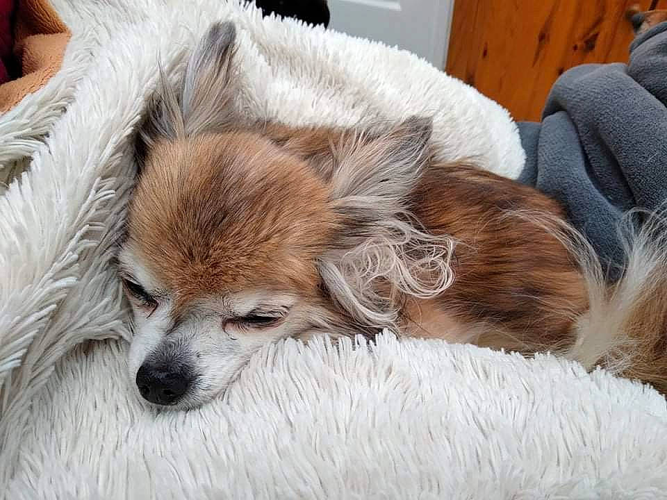 Dariane a rejoint le concours — aidez-le/la à gagner de superbes lots ! canidae, carnivore, chair, comfort, companion_dog, dog, dog_breed, ear, fawn, fur, liver, nap, paw, sleep, snout, sporting_group, terrestrial_animal, toy_dog, whiskers, working_animal