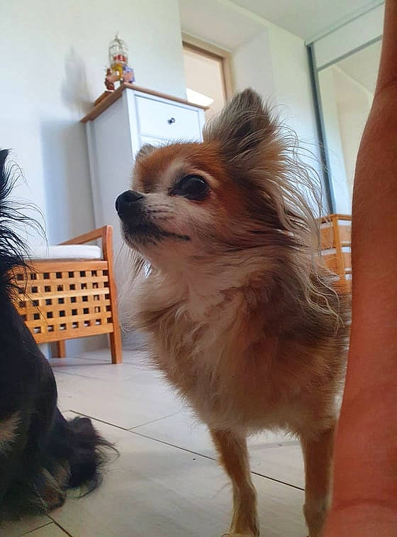 Dariane participe au concours pour gagner de l'argent avec cette photo : carnivore, companion_dog, dog, dog_breed, fawn, floor, flooring, flowerpot, fur, german_spitz, german_spitz_klein, hardwood, houseplant, liver, plant, spitz, toy_dog, whiskers, window, wood