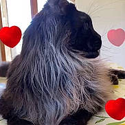 Turbo a rejoint le concours — aidez-le/la à gagner de superbes lots ! animal, black, cat, closeup, cute, decoration, domestic, flower_pattern, fluffy, fur, gray, heart, indoor, pet, relaxed, resting, side_view, soft, tablecloth, whiskers