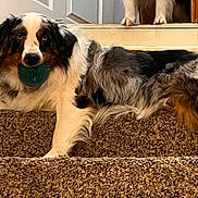 Higgins joined the competition — help win amazing prizes! dog, australian_shepherd, stairs, carpet, toy, ball, pet, animal, indoor, fur, laying, brown, white, black, ears, paws, door, house, guarding, relaxed