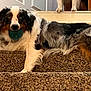 dog, australian_shepherd, stairs, carpet, toy, ball, pet, animal, indoor, fur, laying, brown, white, black, ears, paws, door, house, guarding, relaxed