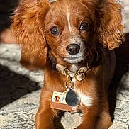 Winnie is registered to the contest to win money with this photo: animal, brown_fur, canine, closeup, collar, cute, dog, domestic_animal, fluffy_ears, fur, id_tag, indoor, laying_down, pet, portrait, puppy, rug, sunlight, whiskers, young_dog