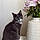 Cleo