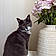 Cleo