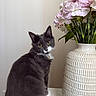 cat, tuxedo_cat, fluffy, black_and_white, pet, animal, whiskers, green_eyes, bell_collar, sitting, portrait, flowers, bouquet, pink_flowers, vase, ceramic, home_decor, indoor, table, still_life