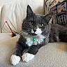 cat, tuxedo_cat, gray_fur, white_fur, green_eyes, whiskers, bell_collar, front_paws, animal_portrait, close_up, lying_down, sofa, couch, cushion, indoor, home, soft_furnishings, castle_pattern, relaxed, cute