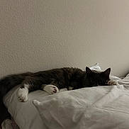 Cleo joined the competition — help win amazing prizes! cat, black_and_white_cat, pet, animal, bed, bedding, white_sheets, bedroom, indoor, sleeping, lying_down, relaxed, long_hair, paws, whiskers, ears, eyes, cozy, home, portrait