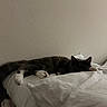 cat, black_and_white_cat, pet, animal, bed, bedding, white_sheets, bedroom, indoor, sleeping, lying_down, relaxed, long_hair, paws, whiskers, ears, eyes, cozy, home, portrait