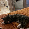 cat, black_and_white_cat, sleeping, lying_down, pet, animal, whiskers, paws, fur, bed, blanket, quilt, bedroom, indoor, home, bathroom, doorway, cozy, relaxed, portrait