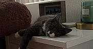 Cleo is registered to the contest to win money with this photo: cat, gray_cat, white_paws, pet, animal, lying_down, relaxed, sleepy, cute, whiskers, eyes, bedroom, nightstand, cabinet, drawer, teddy_bear, window_blinds, candle, framed_photo, cozy