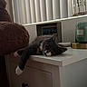 cat, gray_cat, white_paws, pet, animal, lying_down, relaxed, sleepy, cute, whiskers, eyes, bedroom, nightstand, cabinet, drawer, teddy_bear, window_blinds, candle, framed_photo, cozy