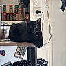 black_cat, cat, kitchen, counter, spices, utensils, stool, fabric, polka_dot, yellow, magnet, postcard, refrigerator, wall_socket, plug, cord, metal, tile, indoor, pet