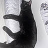 cat, black_cat, sleeping, pet, indoor, quilted_surface, white_background, paw, fur, resting, animal, cute, domestic_cat, feline, relaxing, cozy, mammal, whiskers, tail, quiet