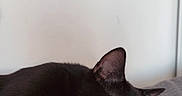 Isis a rejoint le concours — aidez-le/la à gagner de superbes lots ! black_cat, sleeping_cat, cat, pet, animal, indoor, cozy, resting, feline, fur, paw, whiskers, blanket, texture, peaceful, relaxation, domestic_cat, close_up, quiet, nap