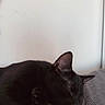 black_cat, sleeping_cat, cat, pet, animal, indoor, cozy, resting, feline, fur, paw, whiskers, blanket, texture, peaceful, relaxation, domestic_cat, close_up, quiet, nap