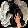 black_cat, cat, pet, hand, bed, white_sheet, relaxing, animal, feline, domestic_cat, fur, playing, resting, cozy, indoor, cute, whiskers, paw, sleepy, comfort