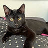 cat, black_cat, pets, animal, indoor, cushion, polka_dot, yellow_eyes, feline, relaxed, cute, whiskers, ears, paw, fur, resting, looking_at_camera, domestic_cat, pet, cozy