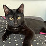 black_cat, cat, pet, animal, feline, yellow_eyes, polka_dot, cushion, indoor, relaxed, resting, fur, whiskers, ears, paw, looking, close_up, domestic_cat, cute, portrait