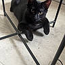 black_cat, cat, animal, pet, floor, concrete_floor, metal_frame, indoor, sock, curious, lying_down, whiskers, ears, tail, eyes, paws, feline, domestic_cat, resting, looking