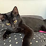 black_cat, cat, pet, animal, indoor, cushion, polka_dot, fur, whiskers, yellow_eyes, relaxed, laying_down, paw, bedroom, fabric, domestic_cat, cute, feline, resting, curious