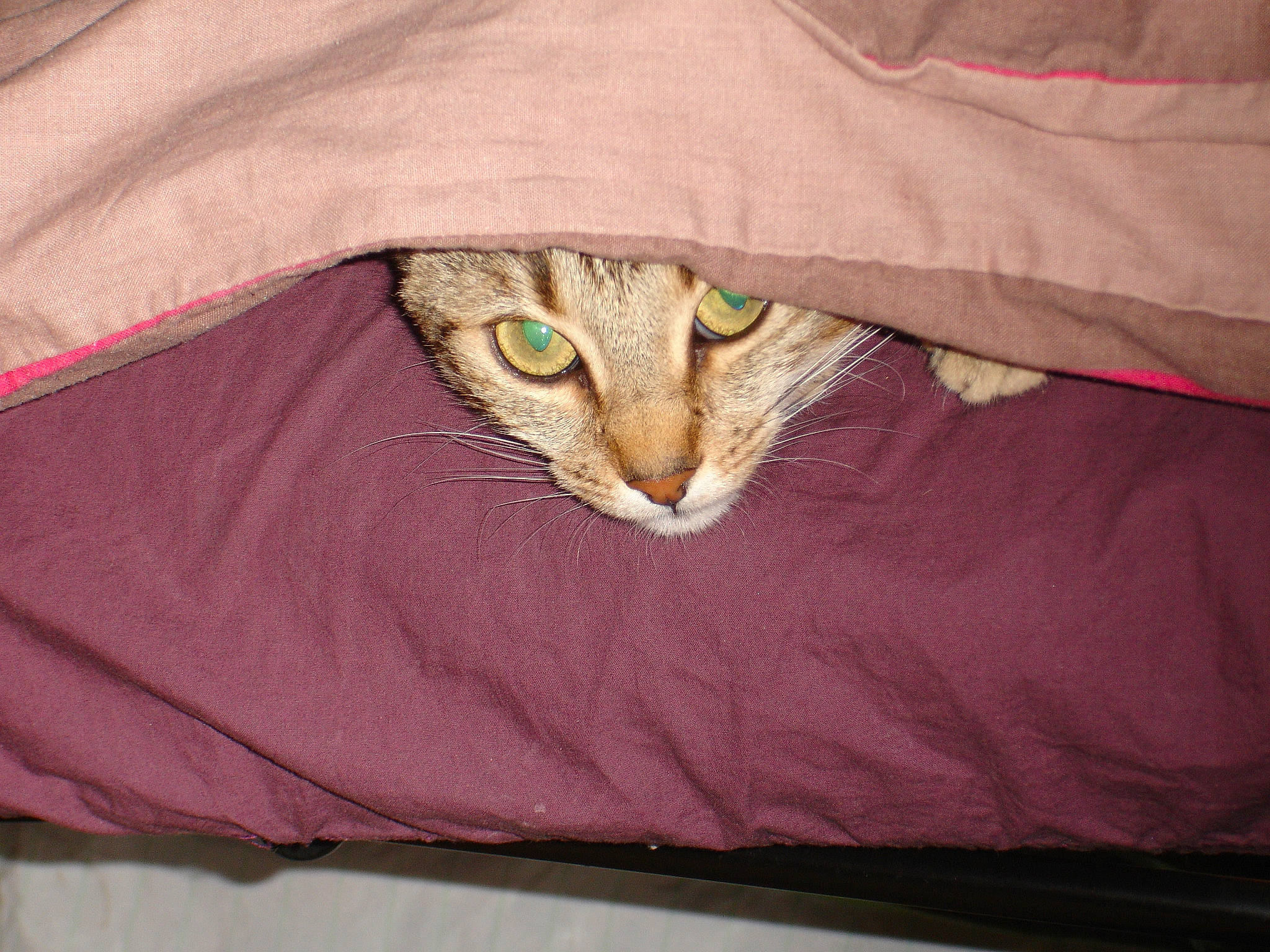 Solfège participe au concours pour gagner de l'argent avec cette photo : bed, carnivore, cat, cat_bed, cat_supply, comfort, couch, domestic_short_haired_cat, fawn, felidae, fur, linens, magenta, pattern, sleeve, small_to_medium_sized_cats, terrestrial_animal, textile, whiskers