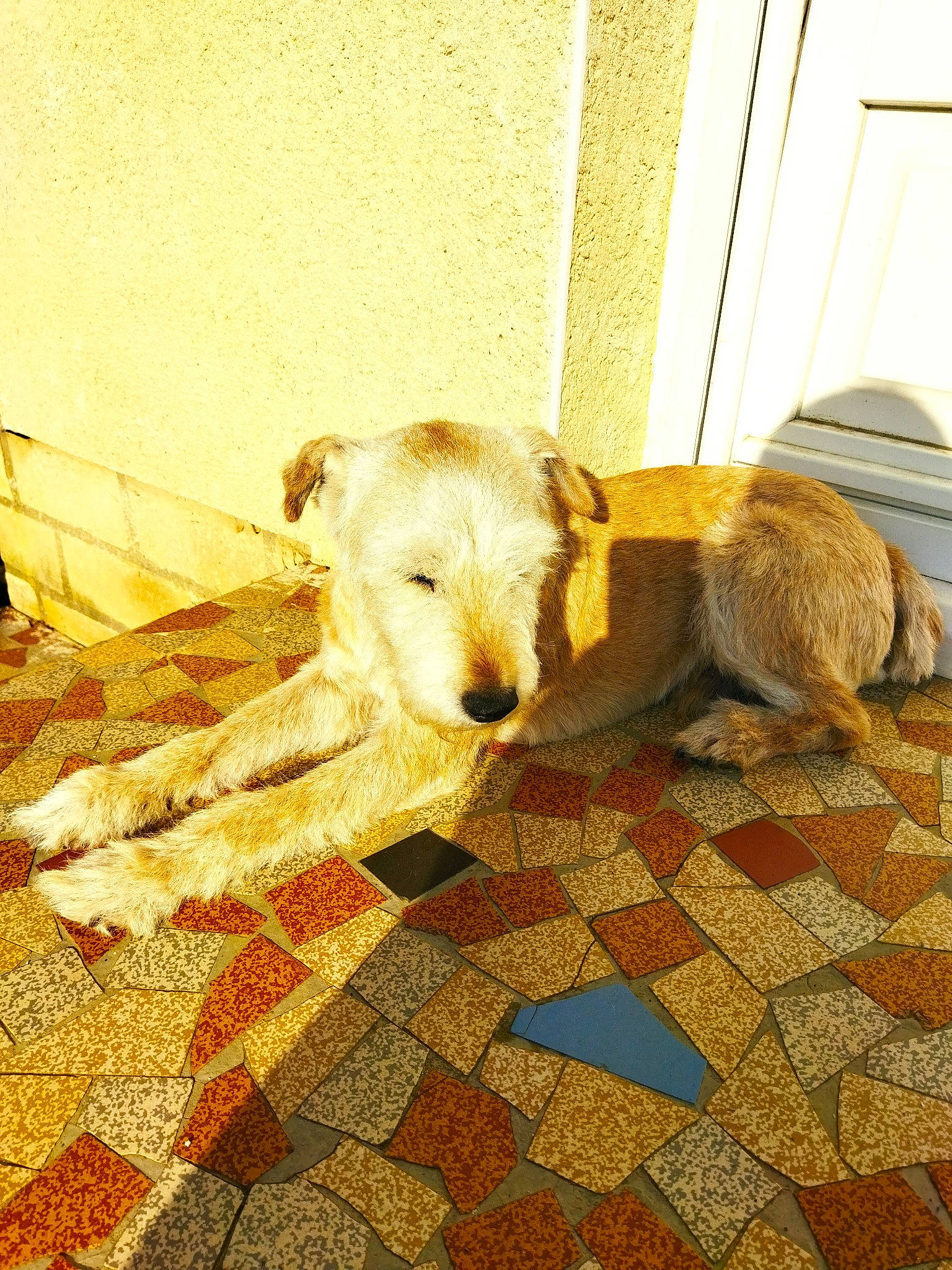 Badoo participe au concours pour gagner de l'argent avec cette photo : beige, carnivore, carpet, comfort, companion_dog, dog, dog_breed, fawn, floor, flooring, fur, hardwood, rectangle, shadow, tail, terrestrial_animal, terrier, tints_and_shades, wood, working_animal