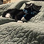 kitten, cat, sleeping, collar, blue_collar, black_and_white, pet, quilt, textured_blanket, cozy, indoor, cute, small_animal, feline, resting, soft, closeup, domestic_cat, animal, bedcover