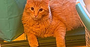 Cosmo is registered to the contest to win money with this photo: cat, orange_cat, fluffy, windowsill, indoor, pet, animal, curious, relaxed, teal_bag, laundry_basket, window, yellow_wall, fur, whiskers, ears, paws, domestic_cat, resting, looking