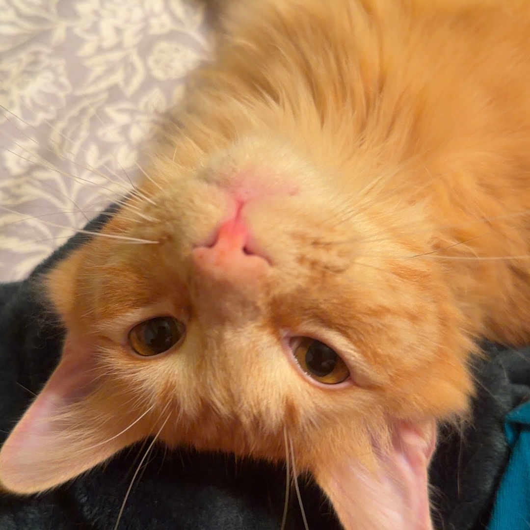 Cosmo