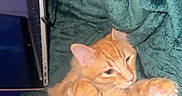 Cosmo is registered to the contest to win money with this photo: animal, blanket, cat, cozy, cute, ears, feline, fluffy, fur, green_blanket, indoor, laptop, nap_time, orange_cat, paw, pet, relaxing, stretching, technology, whiskers