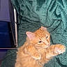 Cosmo is registered to the contest to win money with this photo: cat, orange_cat, fluffy, pet, animal, indoor, blanket, green_blanket, stretching, paw, laptop, technology, relaxing, feline, cute, cozy, fur, whiskers, ears, nap_time