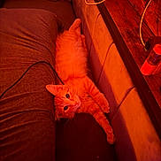 Cosmo joined the competition — help win amazing prizes! cat, orange_cat, indoor, couch, furniture, relaxed, pet, animal, cozy, wood, shelf, cable, stretching, looking, fur, whiskers, domestic_cat, sleepy, resting, warm_light
