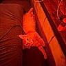 cat, orange_cat, indoor, couch, furniture, relaxed, pet, animal, cozy, wood, shelf, cable, stretching, looking, fur, whiskers, domestic_cat, sleepy, resting, warm_light