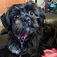 Luna Jason is registered to the contest to win money with this photo: dog, black_dog, pet, collar, indoor, couch, blanket, fur, close_up, portrait, cute, animal, canine, companion, relaxed, curious, fluffy, domestic, furniture, living_room