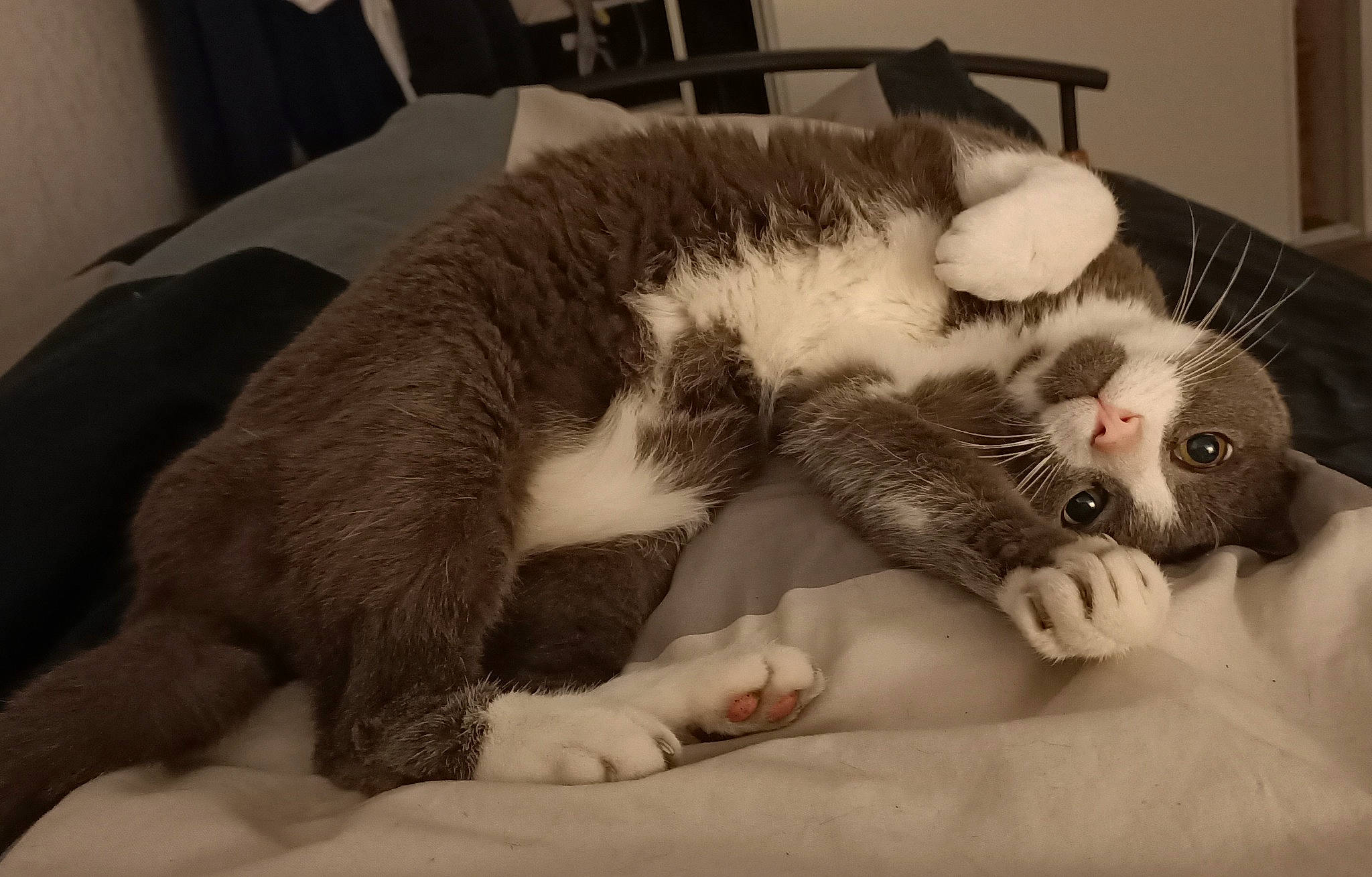 Elfy a rejoint le concours — aidez-le/la à gagner de superbes lots ! canidae, carnivore, cat, chair, claw, comfort, companion_dog, domestic_short_haired_cat, ear, fawn, felidae, foot, fur, nap, paw, sleep, small_to_medium_sized_cats, snout, tail, whiskers