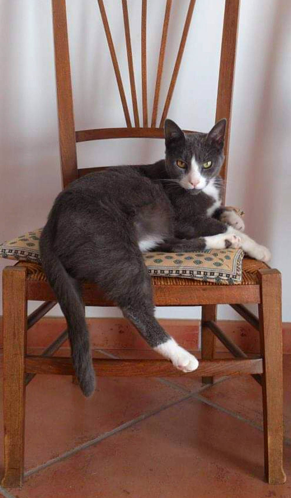 Elfy participe au concours pour gagner de l'argent avec cette photo : carnivore, cat, chair, comfort, domestic_short_haired_cat, fawn, felidae, floor, flooring, fur, furniture, grey, hardwood, mammal, small_to_medium_sized_cats, tail, vertebrate, whiskers, wood, wood_stain