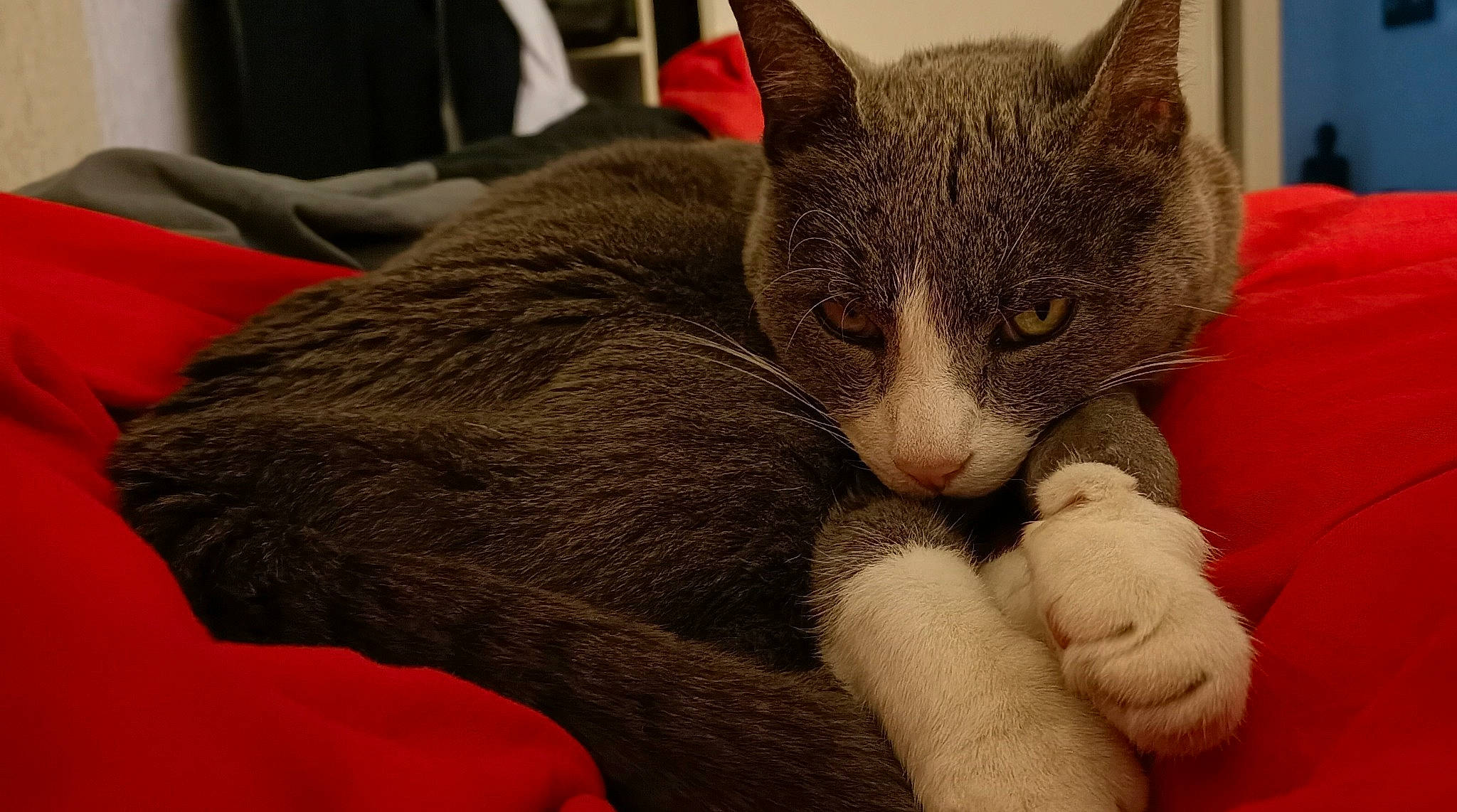 Elfy a rejoint le concours — aidez-le/la à gagner de superbes lots ! carmine, carnivore, cat, cat_supply, chartreux, claw, comfort, domestic_short_haired_cat, ear, felidae, fur, grey, nap, paw, sleep, small_to_medium_sized_cats, snout, tail, whiskers