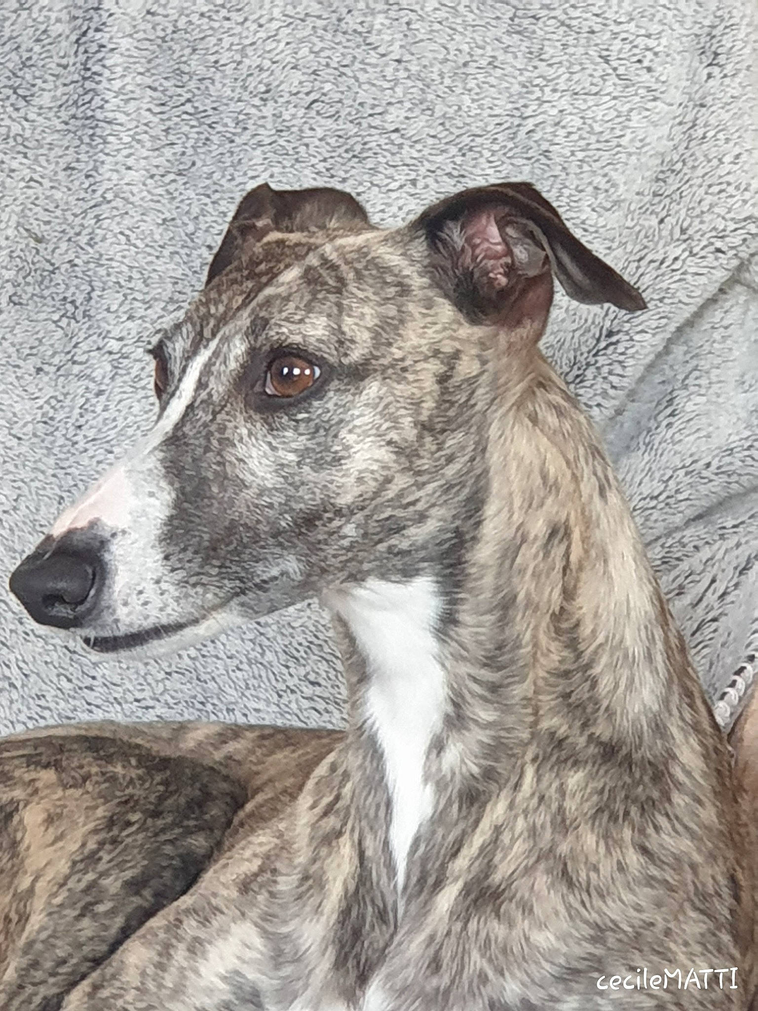 Loïs participe au concours pour gagner de l'argent avec cette photo : canidae, carnivore, companion_dog, dog, dog_breed, fur, grey, greyhound, hound, liver, magyar_agar, rampur_greyhound, sighthound, snout, whippet, whiskers, working_animal, working_dog