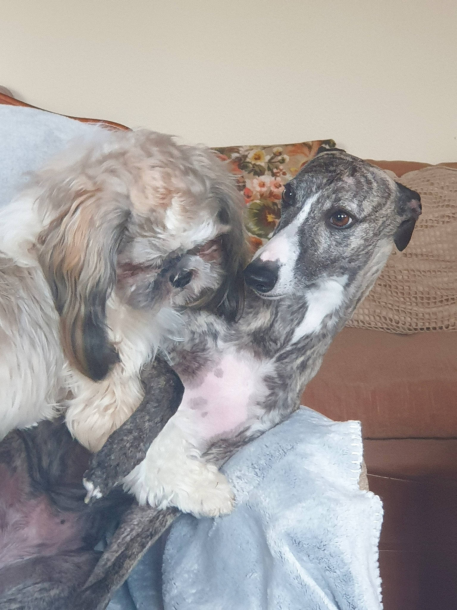 Loïs a rejoint le concours — aidez-le/la à gagner de superbes lots ! canidae, carnivore, companion_dog, dog, dog_breed, dog_supply, dress, fawn, fur, grey, head, leg, liver, paw, snout, sporting_group, tail, toy_dog, wing, working_animal