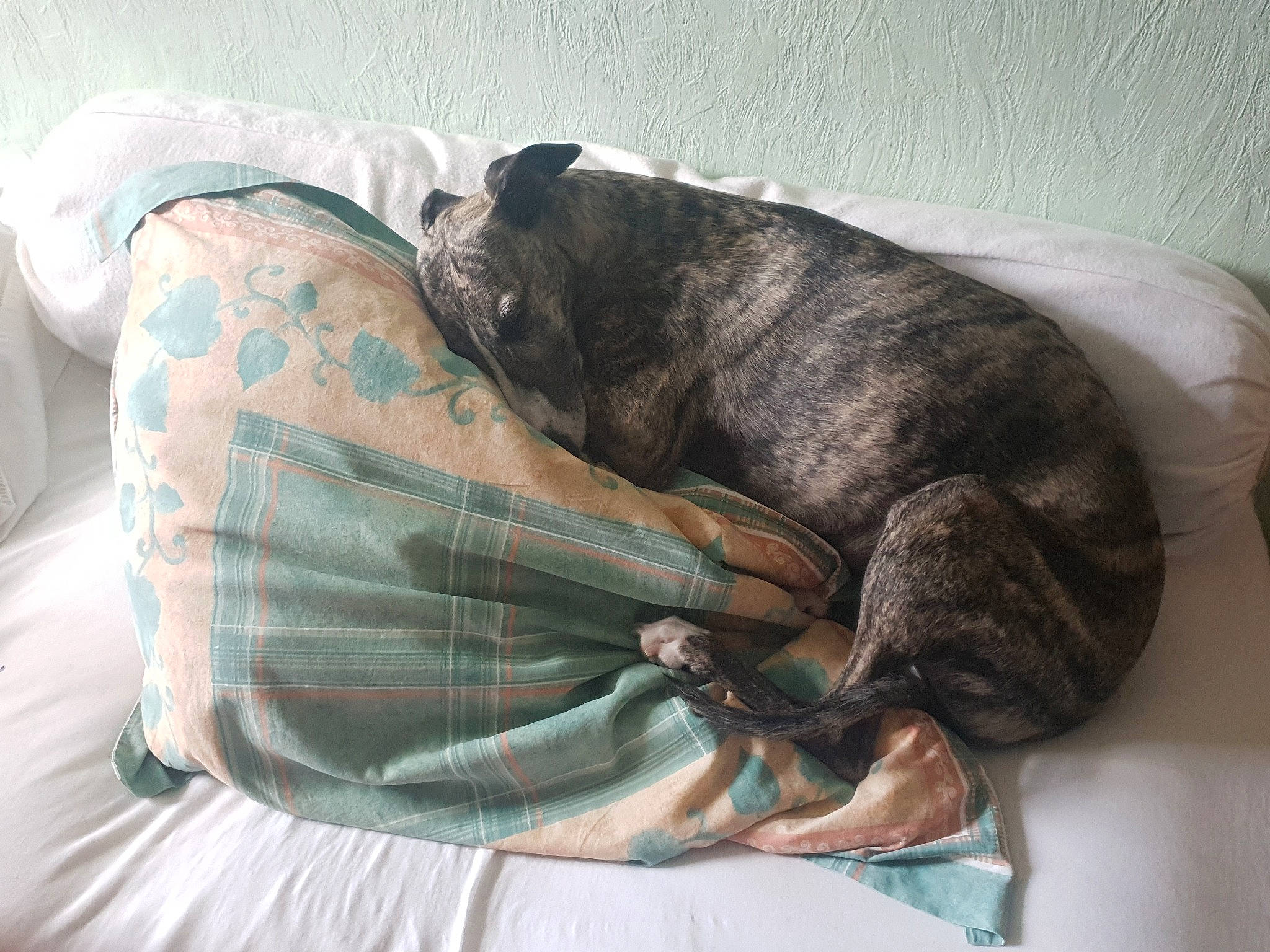 Loïs a rejoint le concours — aidez-le/la à gagner de superbes lots ! canidae, carnivore, comfort, companion_dog, dog, dog_breed, fawn, grey, guard_dog, linens, nap, non_sporting_group, sitting, sleep, snout, sporting_group, tail, terrestrial_animal, whiskers, working_animal