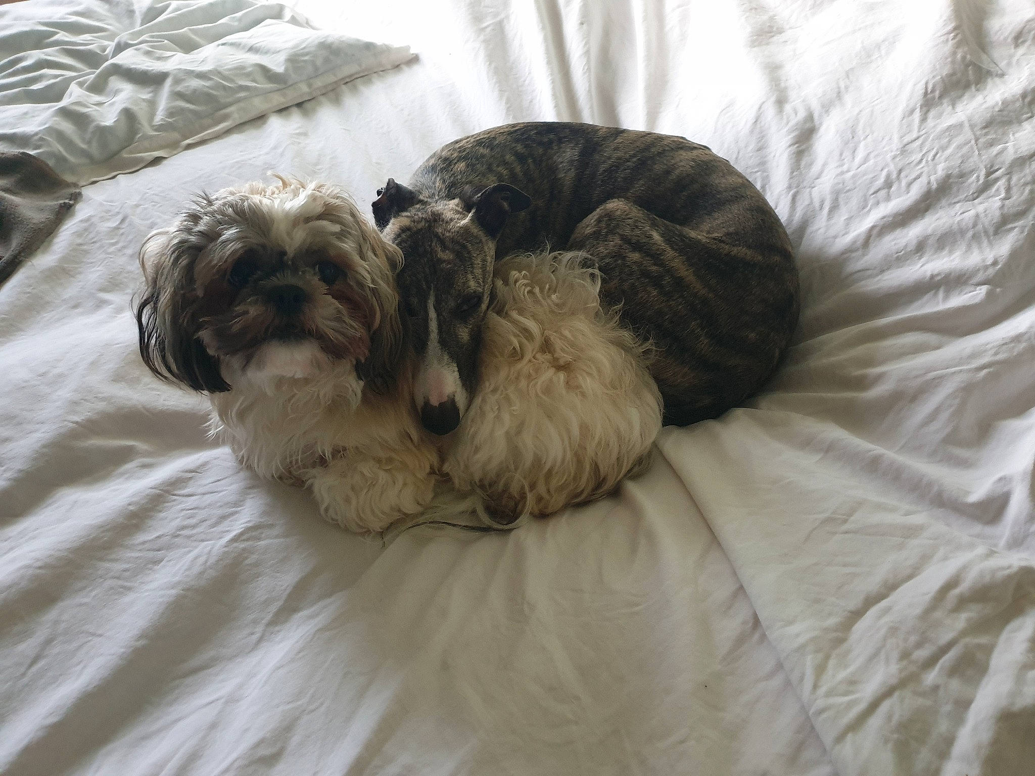 Loïs participe au concours pour gagner de l'argent avec cette photo : canidae, carnivore, comfort, companion_dog, dog, dog_breed, dog_supply, duvet, fawn, fur, grey, liver, schnauzer, small_terrier, snout, sporting_group, tail, terrier, toy_dog, working_animal