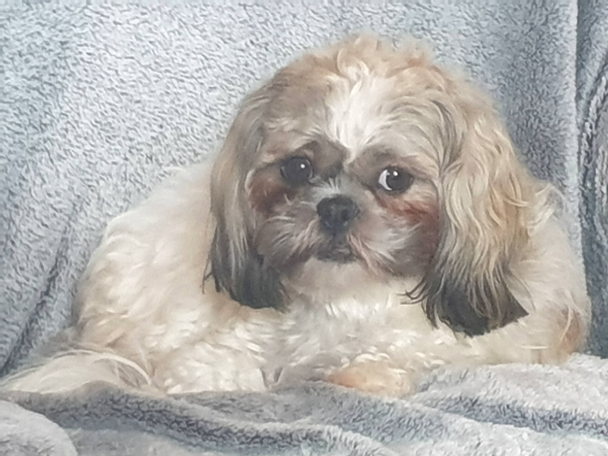 Oui-oui participe au concours pour gagner de l'argent avec cette photo : canidae, carnivore, comfort, companion_dog, dog, dog_breed, dog_supply, fawn, fur, grey, liver, maltepoo, shih_poo, shih_tzu, small_terrier, snout, sporting_group, terrier, toy_dog, working_animal