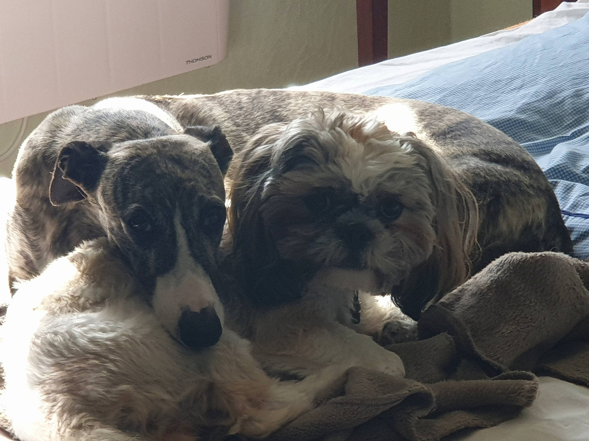 Oui-oui a rejoint le concours — aidez-le/la à gagner de superbes lots ! bored, canidae, carnivore, comfort, companion_dog, dog, dog_breed, fawn, fur, linens, liver, mammal, nap, non_sporting_group, sleep, snout, sporting_group, terrestrial_animal, toy_dog, working_animal