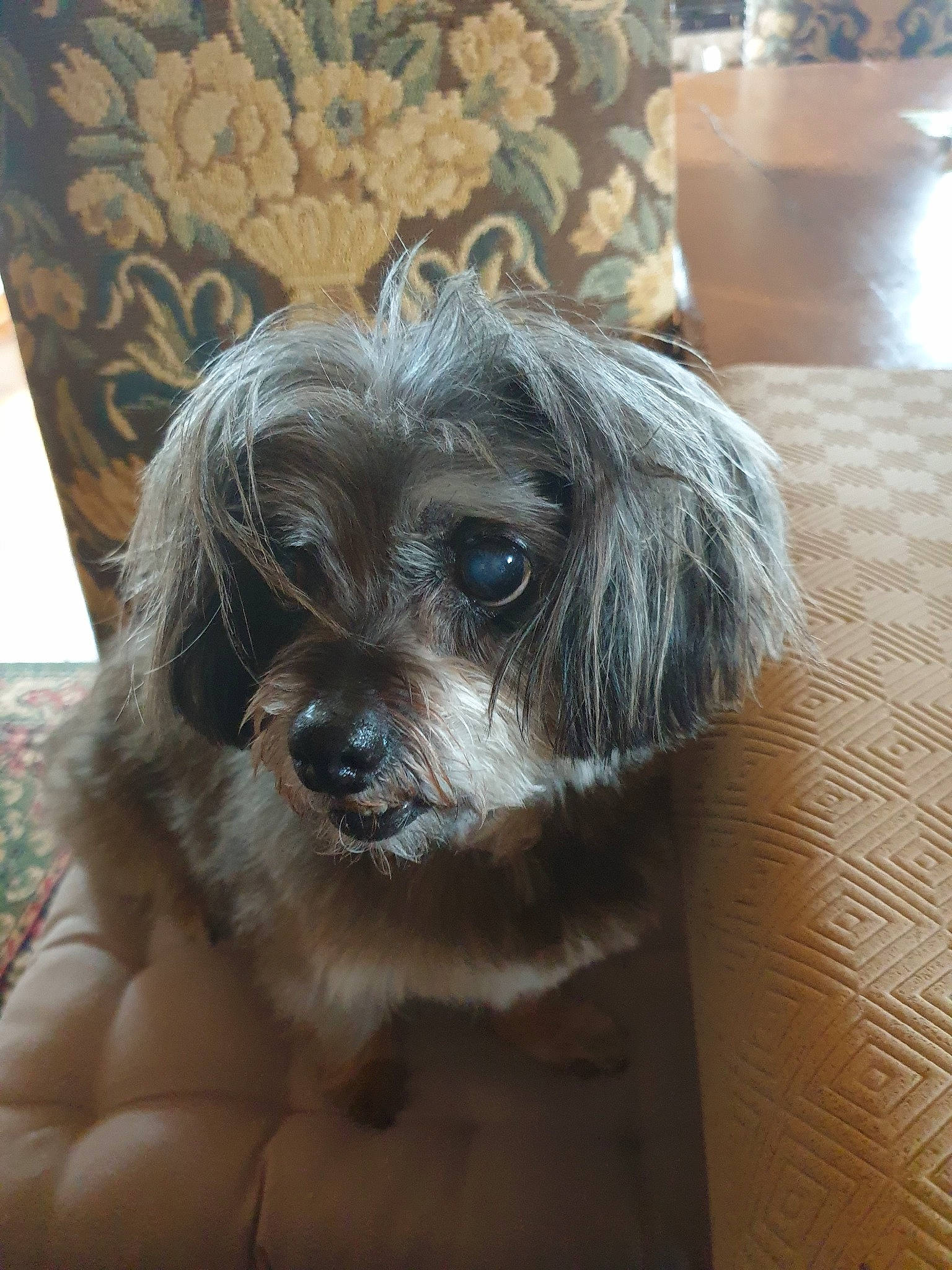 Amandine a rejoint le concours — aidez-le/la à gagner de superbes lots ! canidae, carnivore, companion_dog, dog, dog_breed, dog_supply, fawn, fur, liver, maltepoo, non_sporting_group, puppy_love, small_terrier, snout, sporting_group, terrier, toy_dog, whiskers, working_animal, yorkipoo