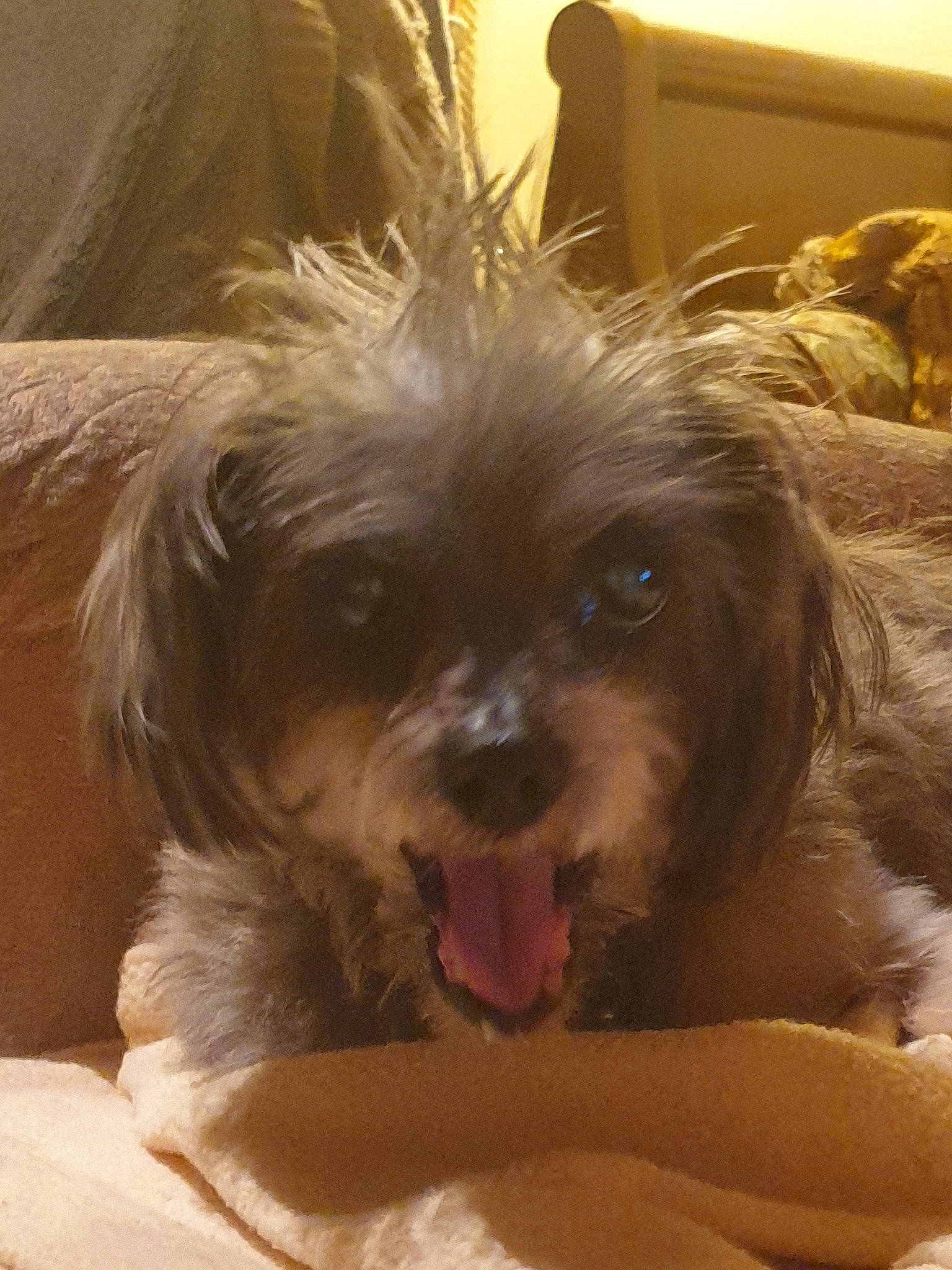 Amandine a rejoint le concours — aidez-le/la à gagner de superbes lots ! beige, brown, canidae, carnivore, companion_dog, dog, dog_breed, fawn, fur, iris, liver, non_sporting_group, puppy, small_terrier, snout, tan, tongue, toy_dog, vertebrate, working_animal