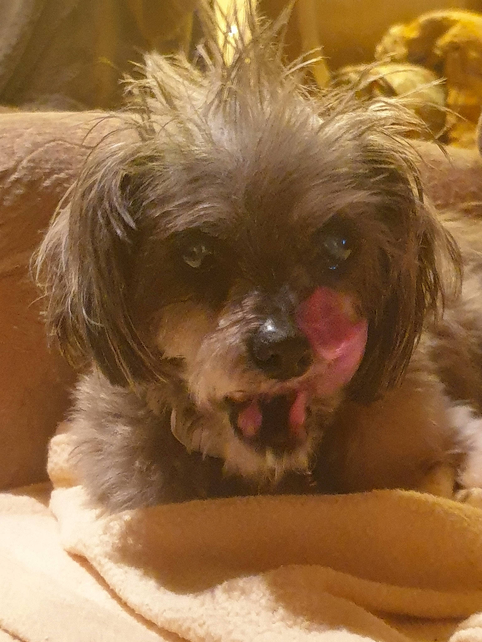 Amandine participe au concours pour gagner de l'argent avec cette photo : canidae, carnivore, companion_dog, dog, dog_breed, dog_supply, fawn, fur, mammal, non_sporting_group, pet_supply, puppy, small_terrier, snout, sporting_group, tongue, toy_dog, vertebrate, working_animal, working_dog